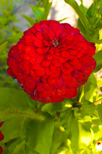 青春衰老的红花, 紫菜, 宏观的红花