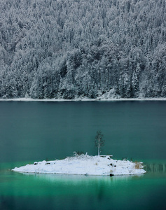 雪覆盖在湖岸上的森林