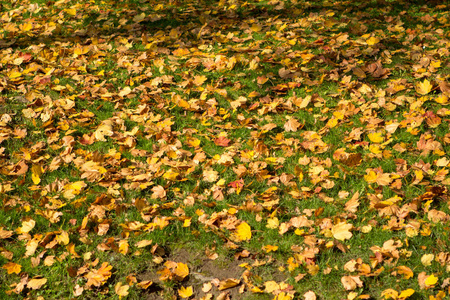在公园里秋天的树叶