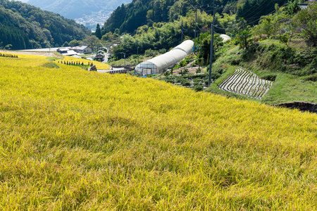 日本水稻农场