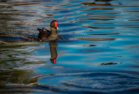 黑鸭子在一个小湖里游泳