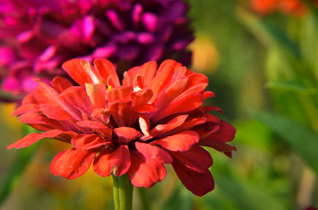 青春衰老的红花, 紫菜, 宏观的红花