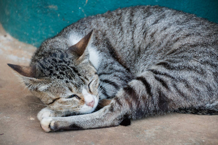 睡在地上的可爱的猫