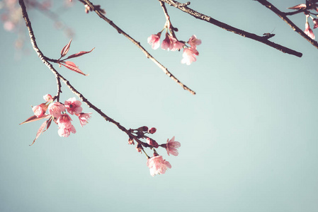 美丽的复古樱花树花图片