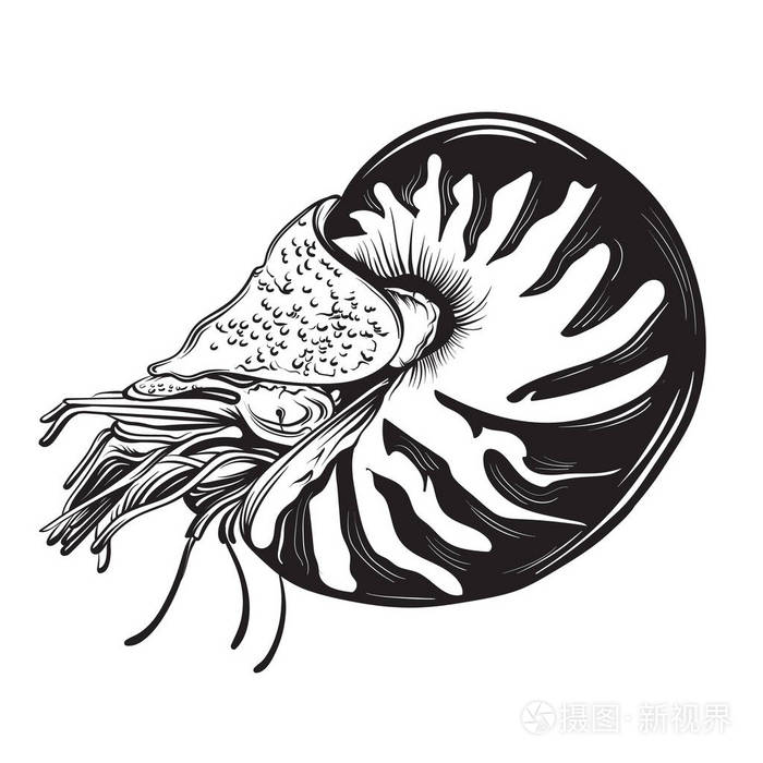 矢量手绘制的插图的写实风格在贝类鹦鹉螺插画-正版0w
