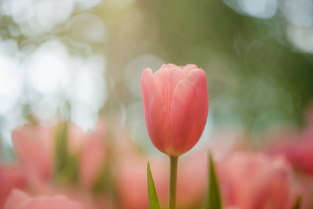 粉色郁金香花园中