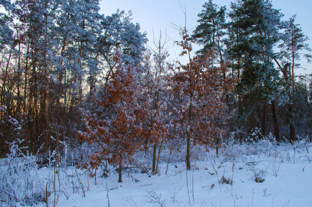 雪冬林