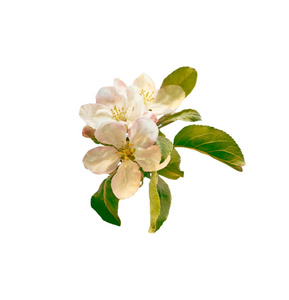苹果在白色背景上孤立的花枝。春天