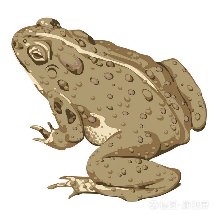 大的棕色蟾蜍