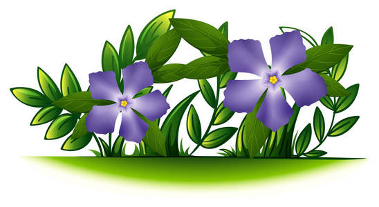 紫色的长春花在绿色的丛林