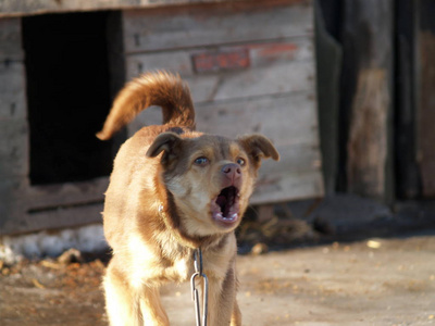 狗对着路人叫摄影图