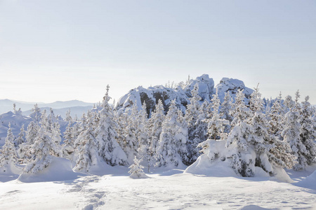 冬季景观。冰雪覆盖的冷杉和岩石