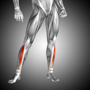 人类的下腿解剖图片