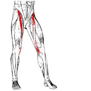 人体上部腿部解剖图片