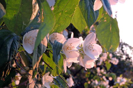 茉莉花关闭