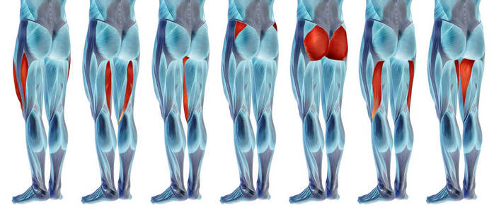 人体上部腿部解剖图片