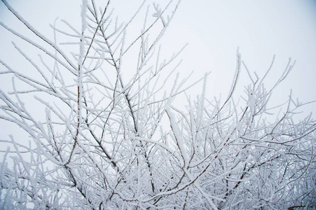 冬季景观。 雪中的冬树