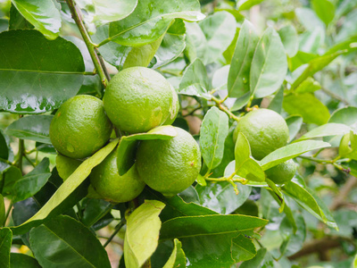 新鲜的青柠檬或石灰树与绿色树叶和水果特写