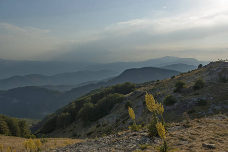 在与毛蕊花或 Verbascum 花中央巴尔干山山地景观