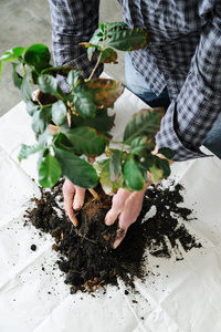 植病室内盆栽植物