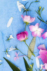 粉红玫瑰与霍滕西亚花蓝色，画的背景上的美丽花卉背景