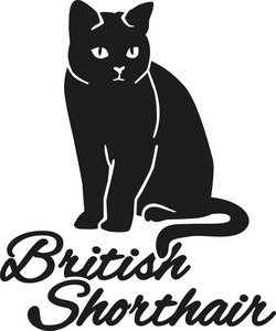 英国短毛猫品种名称