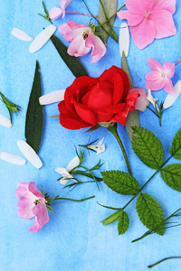 深粉色和红色的玫瑰和霍滕西亚花上蓝色的美丽花卉背景