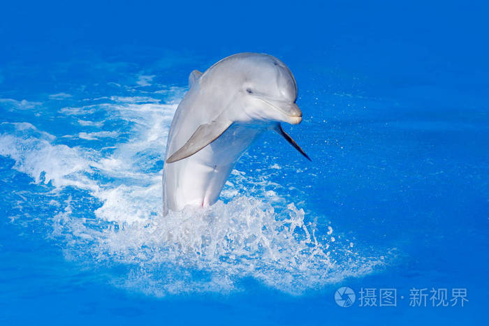 中华白海豚在蓝色的水中