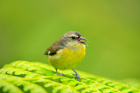 常见的鸟从哥斯达黎加图片