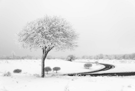 树上覆盖着白雪的冬季字段 BW