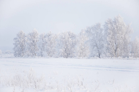 冬季森林自然雪域景观室外背景