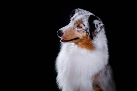 狗繁殖澳大利亚牧羊犬澳元