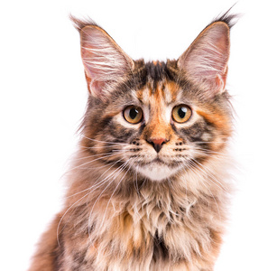 缅因州的小猫的肖像