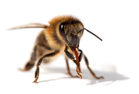 蜂或蜜蜂，蜜蜂的详细信息