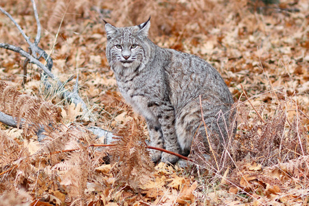 在约塞米蒂的山猫狩猎