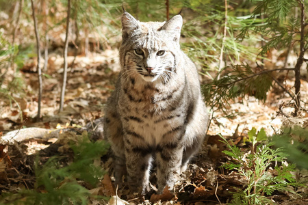 在约塞米蒂的山猫狩猎