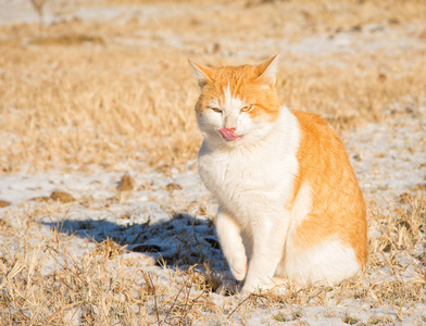 姜和白汤姆猫雪天气晴朗，在寒冷的冬天的一天