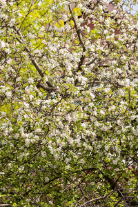 春天树枝上的苹果花注浅田深