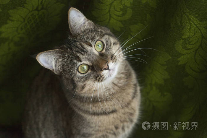 在绿色背景上只漂亮的猫