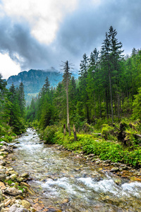 在山的常绿的森林和山脉包围条湍急的河流