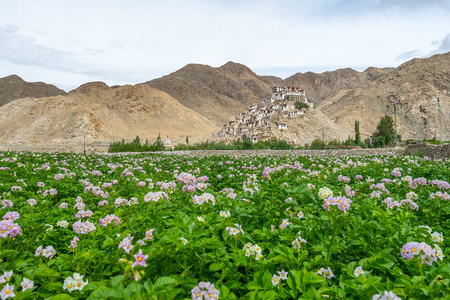 Chemrey 修道院与许多的花，夏天 Leh Ladakkh