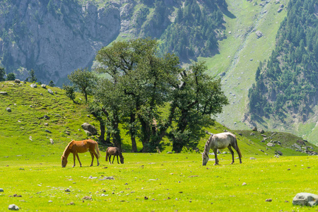 美丽的风景的 Sonamarg 与许多马，斯利那加，英蒂