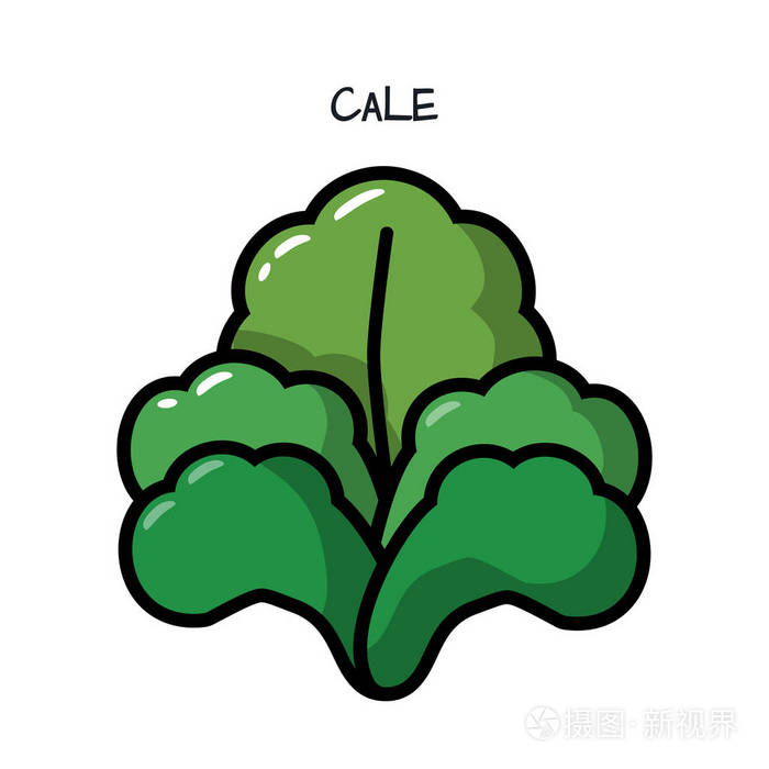 白色背景上的图标绿色羽衣甘蓝卷心菜.插图与设计食品