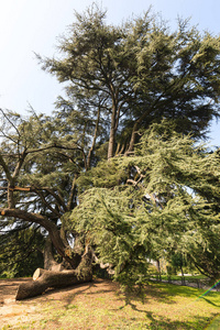 varese 意大利 giardini degli estensi, 黎巴嫩的老雪松