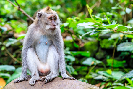 长尾巴的成人或坐在岩石 充分的长度，印度尼西亚巴厘岛上的食蟹猴