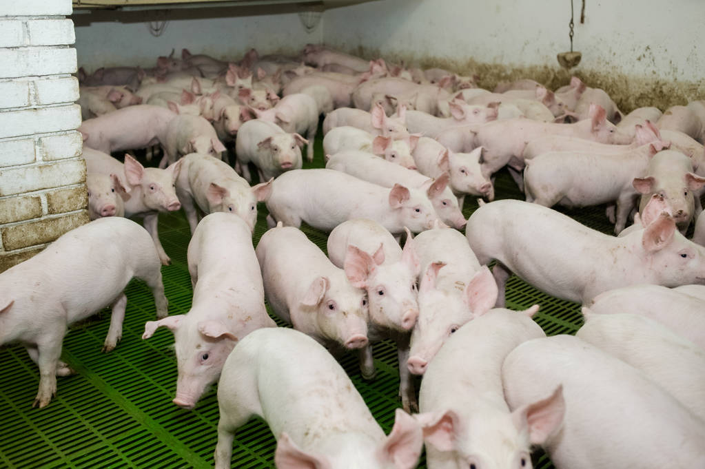 雷州牧原第一批生猪供澳