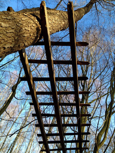 树上高高的旧木栅栏