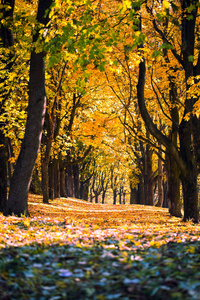 丰富多彩的树叶在秋天的公园。性质