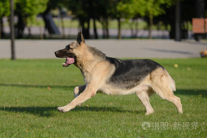 草地上跑的德国牧羊犬