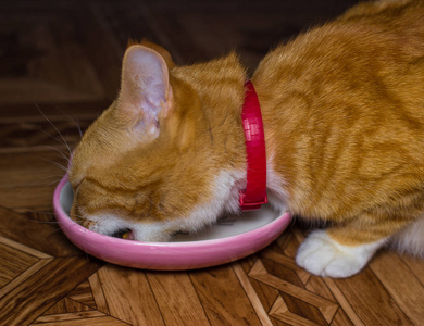 首页红猫吃的食物